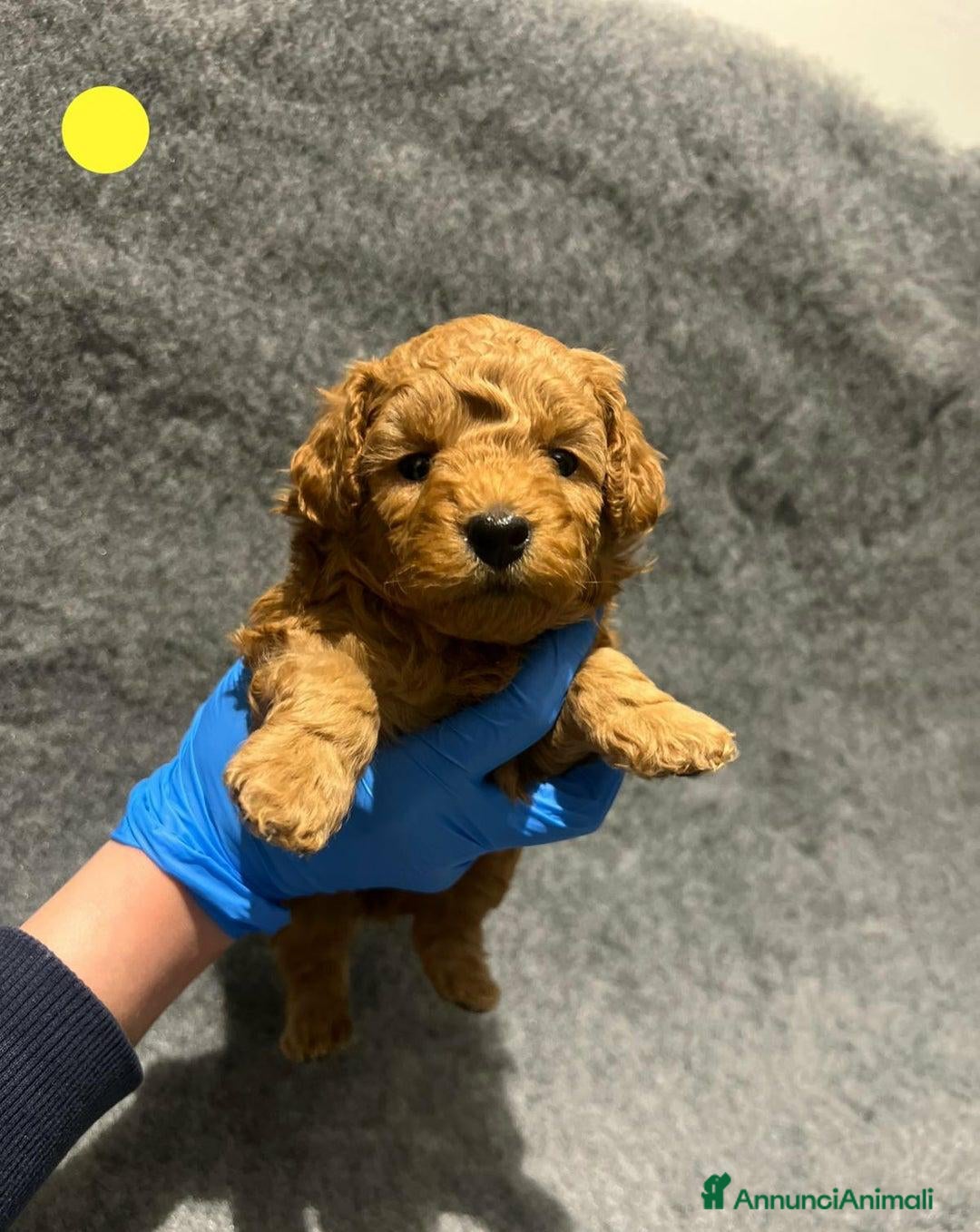 Barboncino Toy cani in vendita: 🏆 Cuccioli di barboncino ❤️Pronti a partire a Città metropolitana di Roma Capitale - Annuncio 15