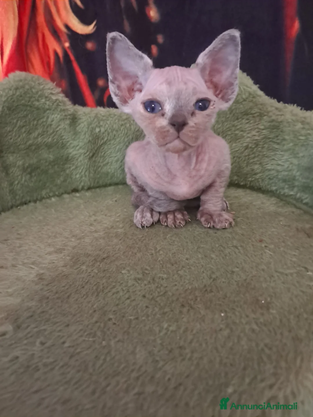 Devon Rex gatti in vendita: Devon rex Chocolate point  - Annuncio 2