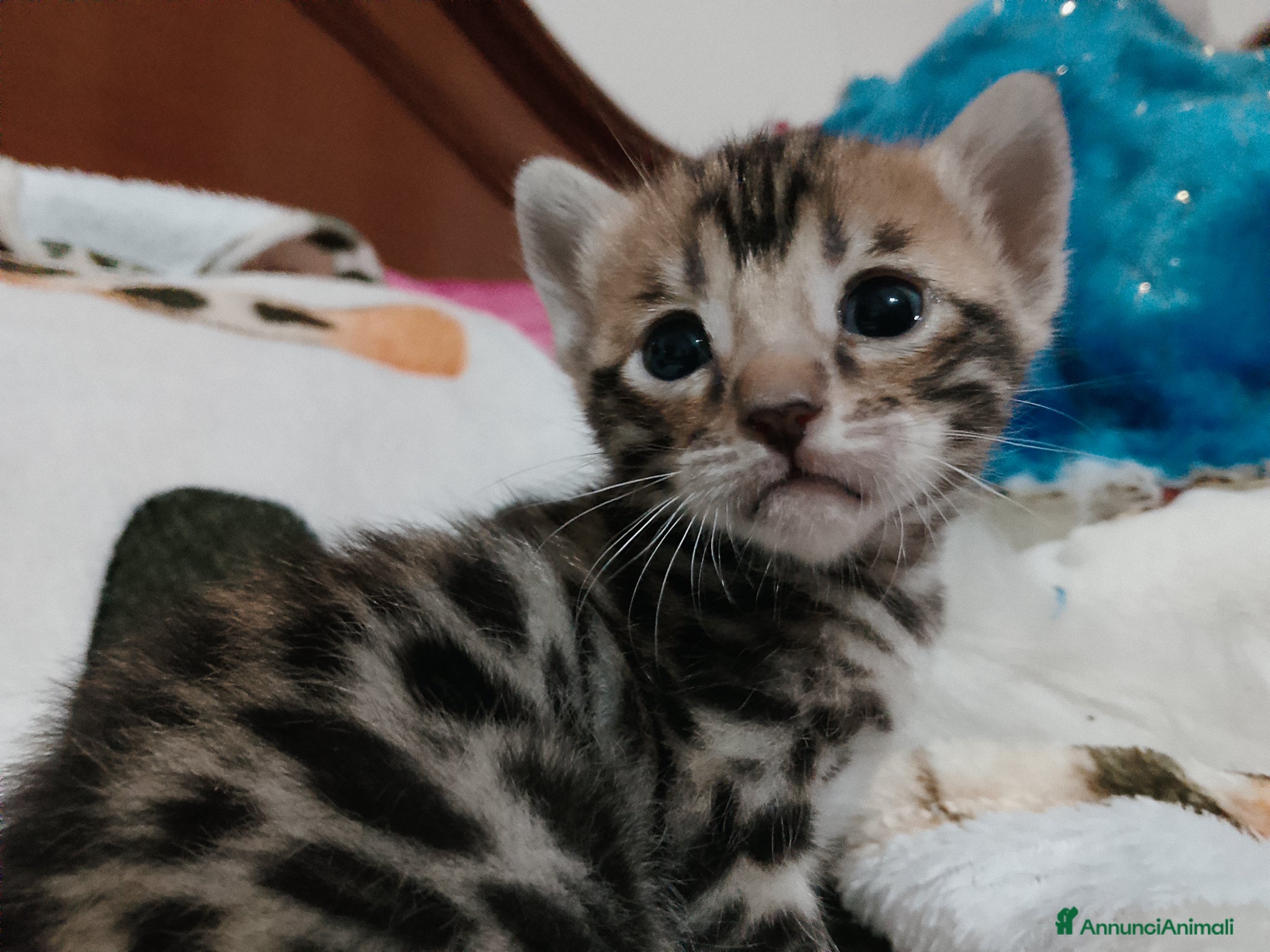Bengala gatti Cuccioli bengala Brown e Snow  - Annuncio 2