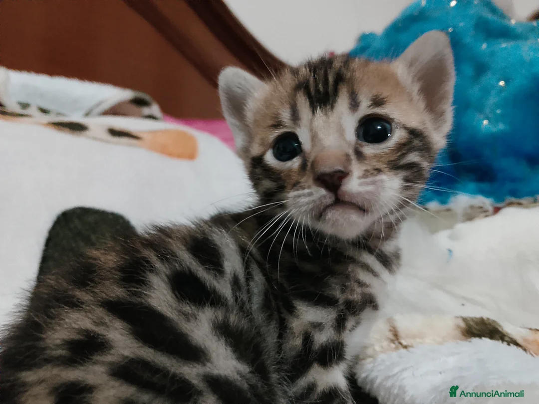Bengala gatti in vendita: Cuccioli bengala Brown e Snow  - Annuncio 1