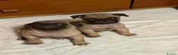Carlino cani in vendita: Carlini maschi - Annuncio 6