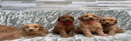 Golden Retriever cani in vendita: Goldendoodle miniature - Annuncio 15