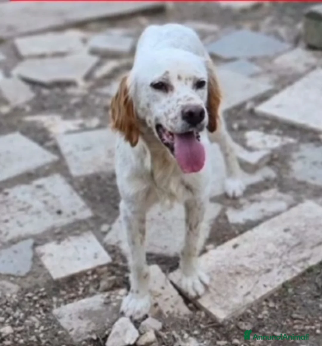 Setter Inglese cani in regalo: Setter 2anni e 1/2 condannato in canile! PUGLIA a Città metropolitana di Milano - Annuncio 2