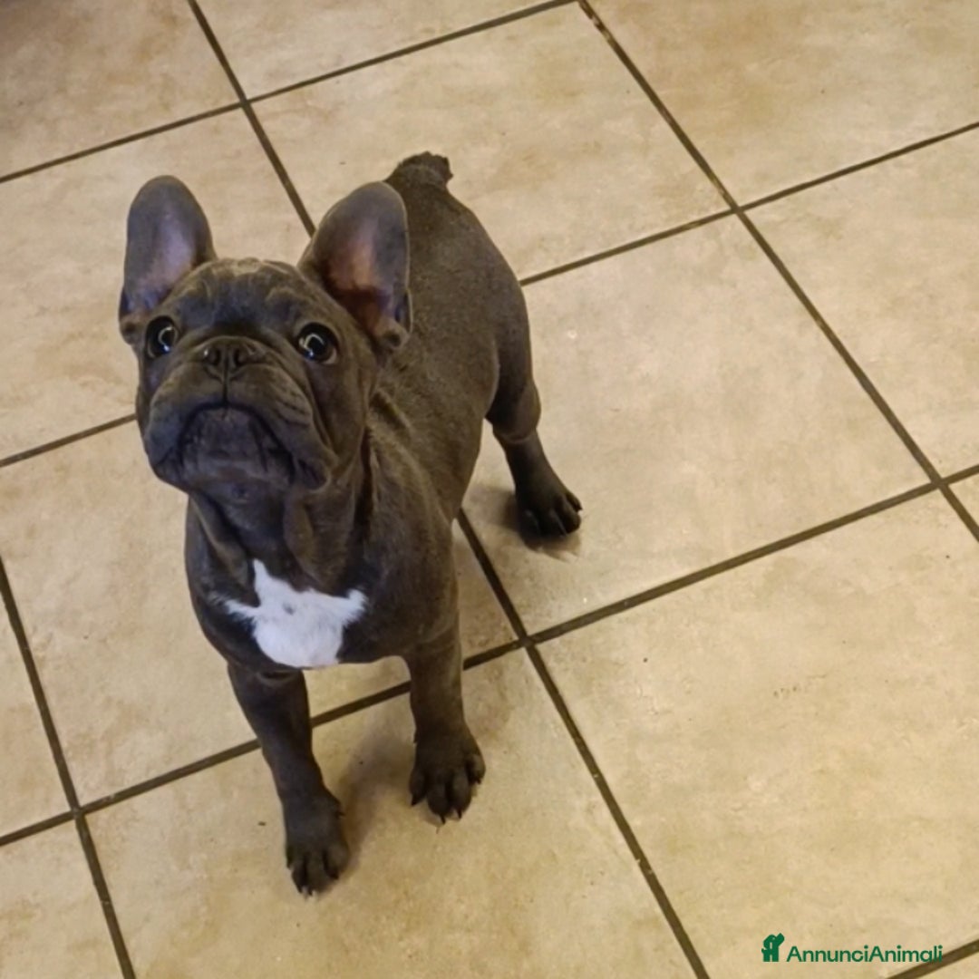 Bulldog Francese cani in vendita: Bulldog francesi esotiche - Annuncio 6