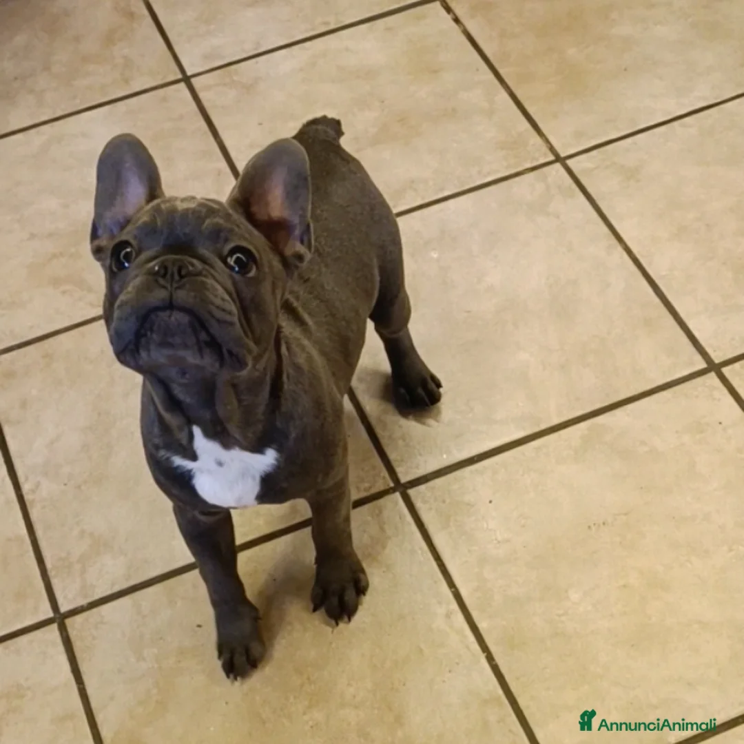 Bulldog Francese cani in vendita: Bulldog francesi esotiche - Annuncio 6