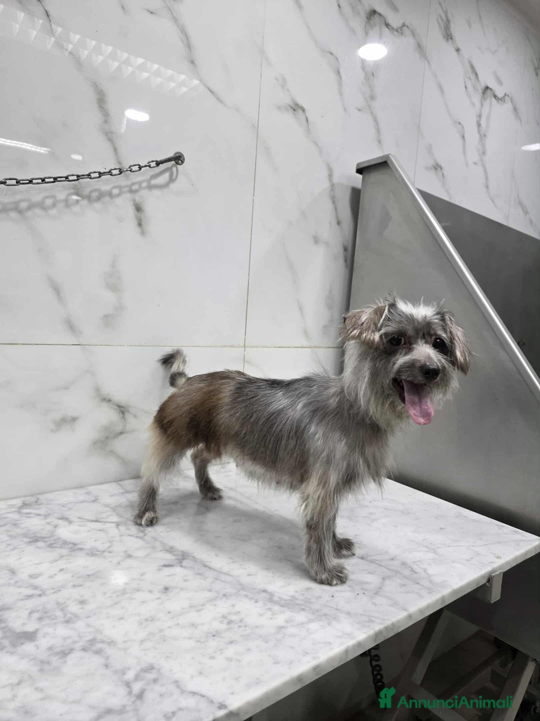 Meticcio cani in regalo: dina taglia piccola in regalo - Annuncio 4