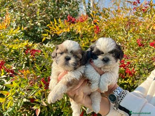 Shih Tzu cani BELLISSIMI CUCCIOLI SHIHTZU a Provincia di Arezzo - Annuncio 39