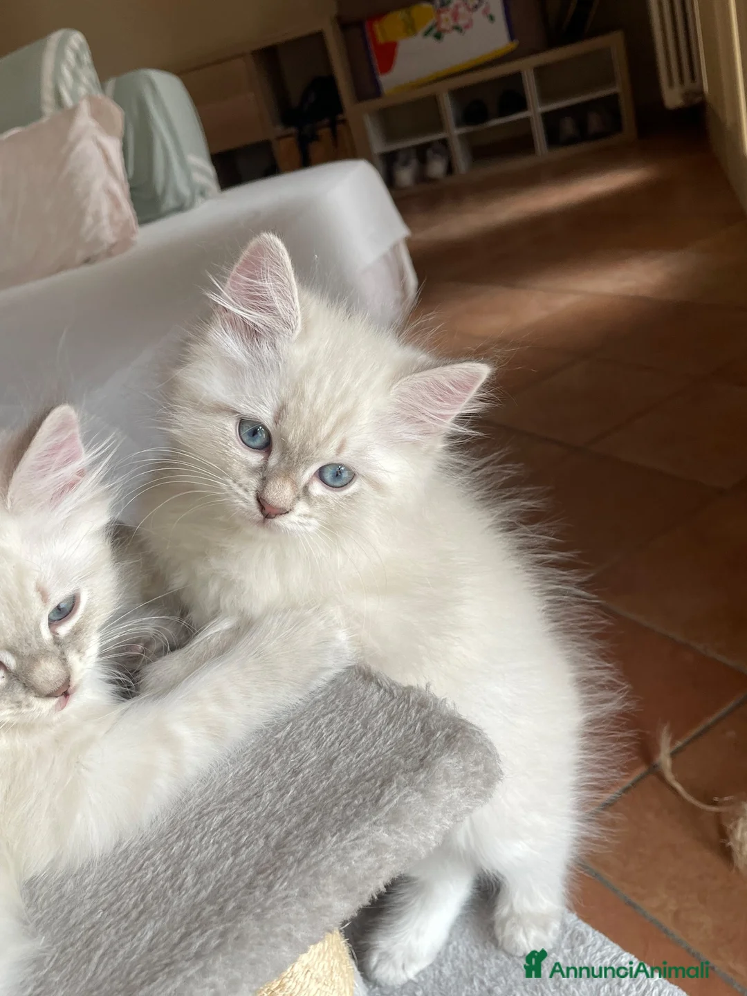 Siberiano gatti in vendita: Gattini Siberiani Ipoallergenici a Provincia di Brescia - Annuncio 22