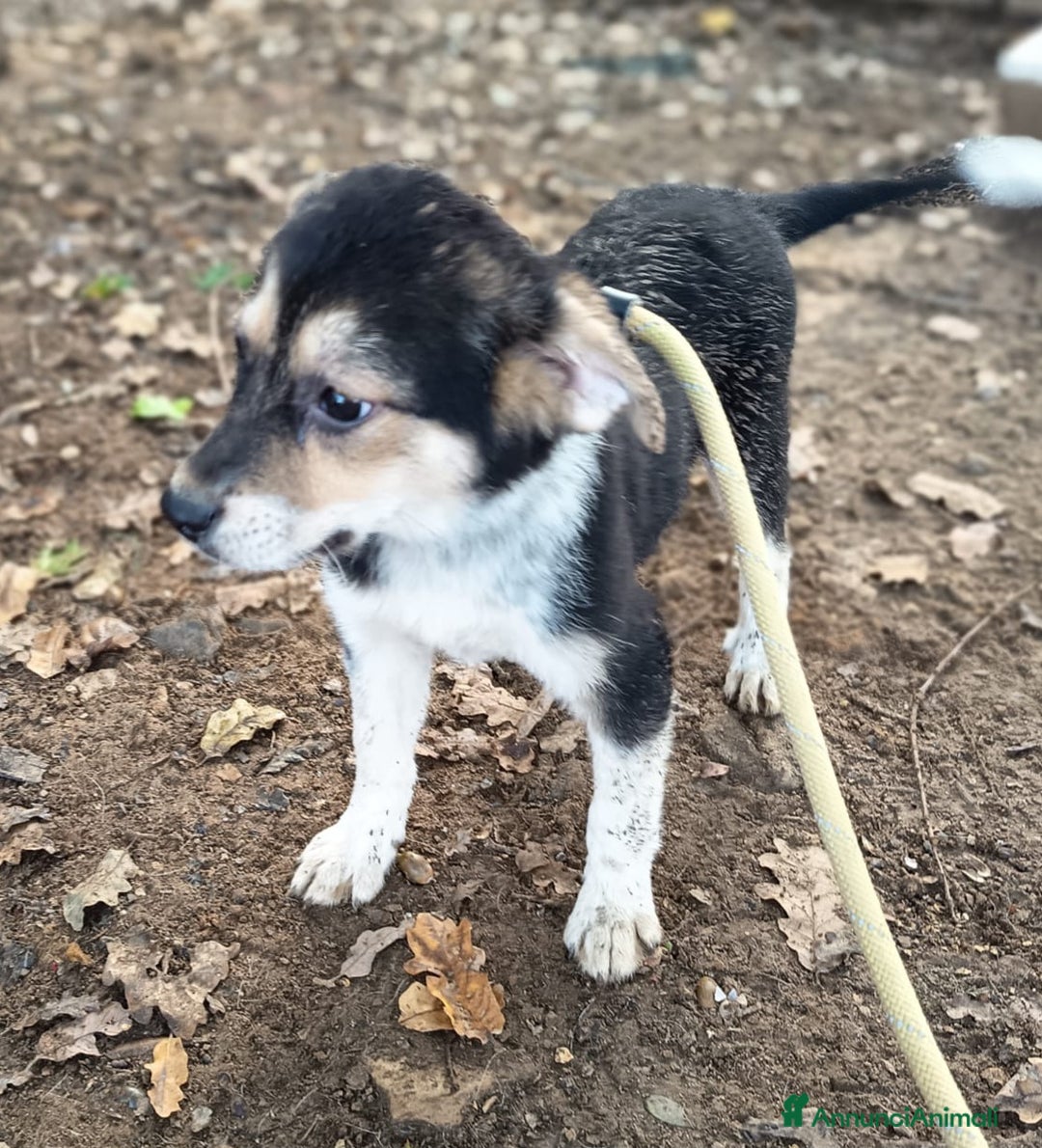 Meticcio cani in regalo: UNA MAMMA PER GEA - Annuncio 3