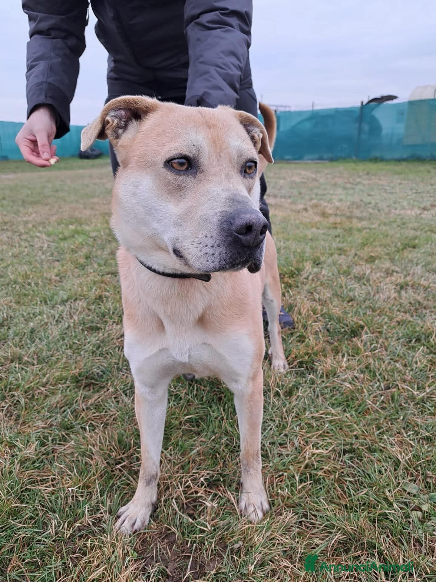 Meticcio cani AARON HA BISOGNO DI UNA NUOVA CASA🐾 - Annuncio 1