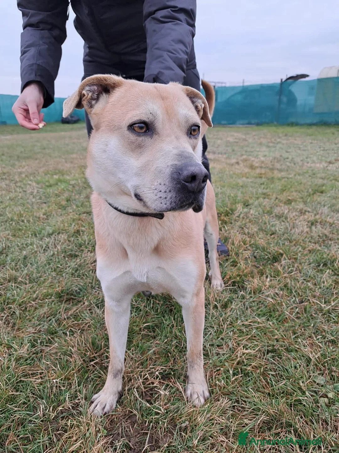Meticcio cani in regalo:  ⚠️ FERMATI UN ATTIMO A LEGGERE ⚠️ - Annuncio 1