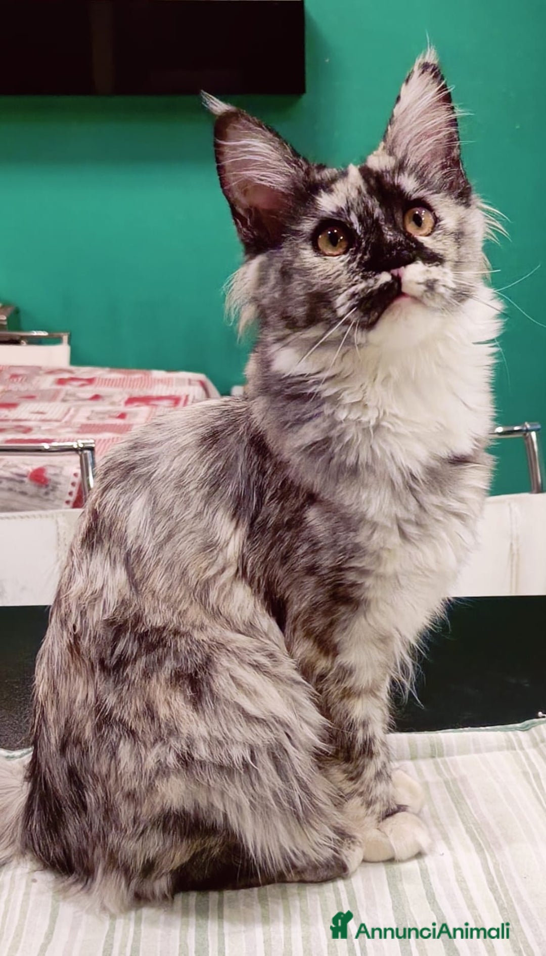 Maine Coon gatti in vendita: Cucciola Maine Coon Pedigree ANFI - Annuncio 2