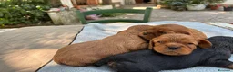 Cavalier King cani in vendita: Cuccioli Rubin di cavalier king  - Annuncio 4