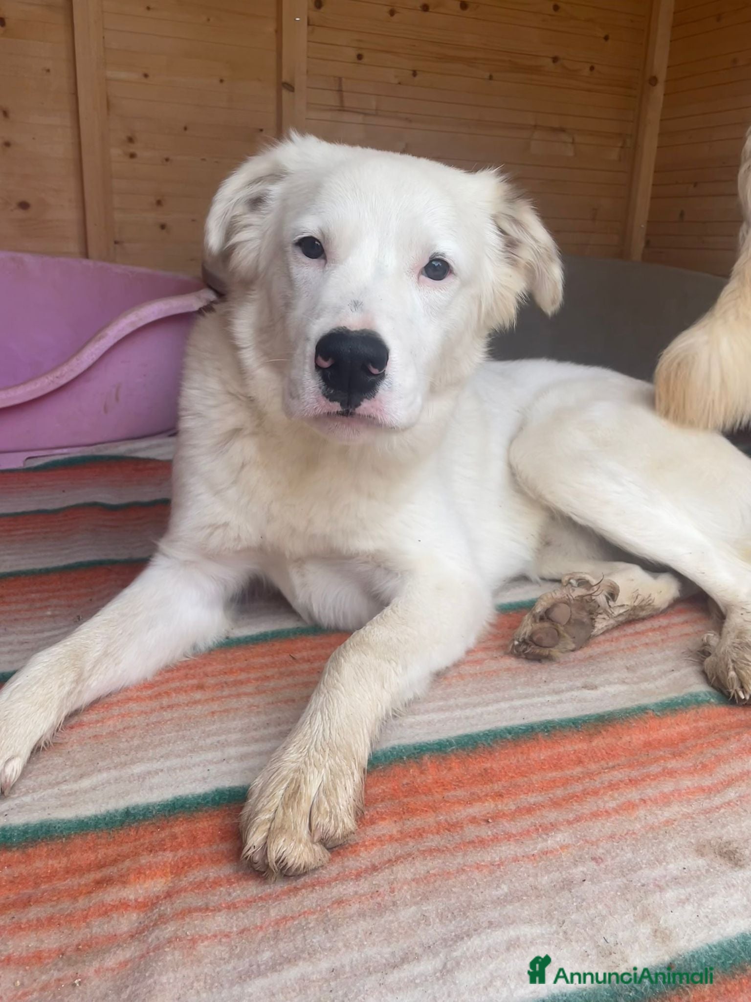 Meticcio cani SIMPATICI E TENERI FRATELLINI - Annuncio 5