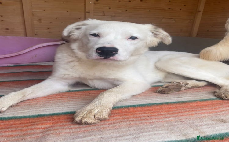 Meticcio cani SIMPATICI E TENERI FRATELLINI - Annuncio 1