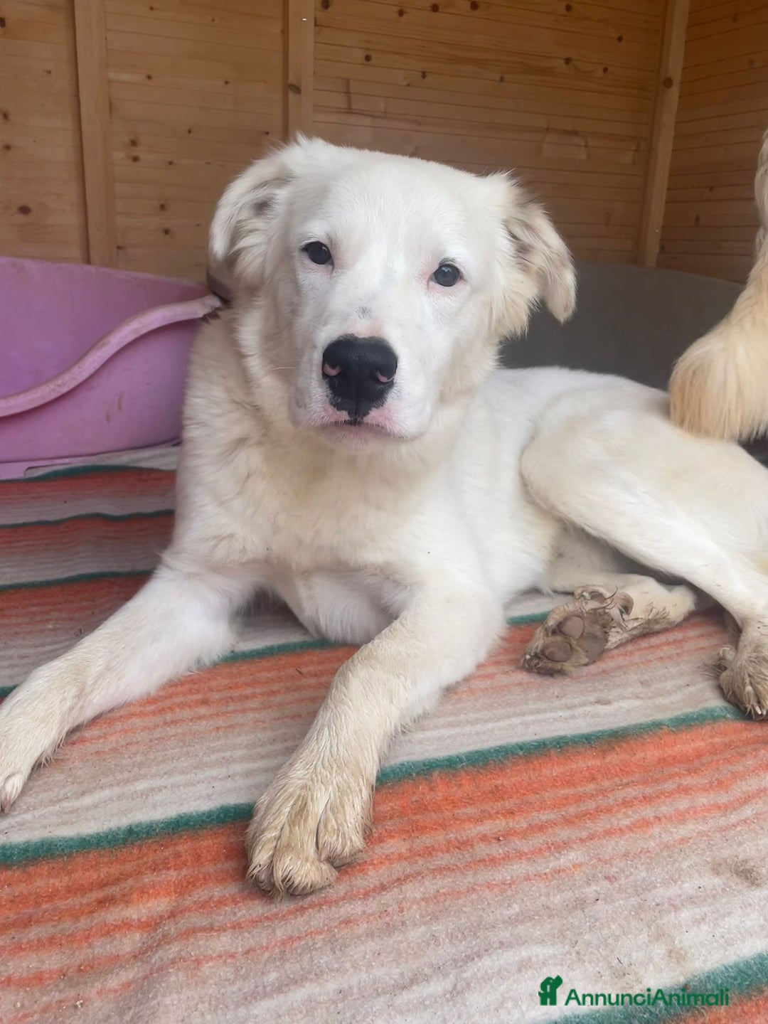 Meticcio cani in regalo: SIMPATICI E TENERI FRATELLINI - Annuncio 1