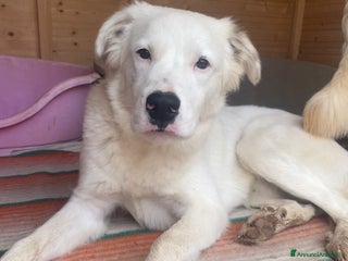 Meticcio cani SIMPATICI E TENERI FRATELLINI - Annuncio 5