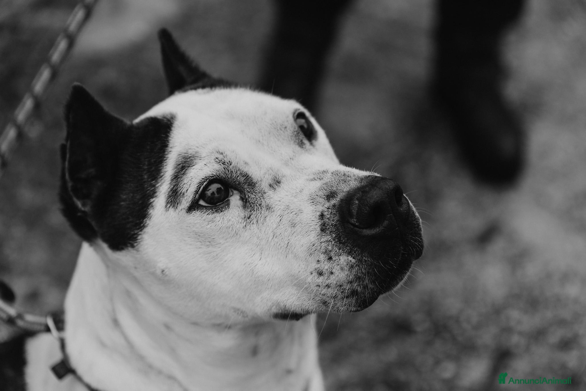 Meticcio cani Lo sguardo di Futura chiede solo amore - Annuncio 29