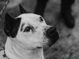 Meticcio cani Lo sguardo di Futura chiede solo amore - Annuncio 29