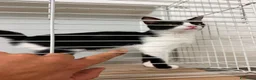 Meticcio gatti in regalo: La dolce felicia  - Annuncio 4