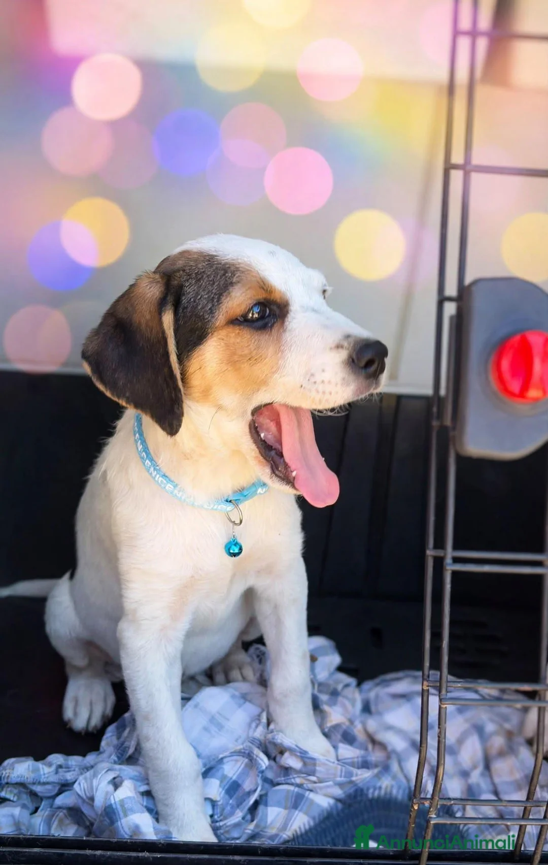 Meticcio cani in regalo: 3cuccioli 2mesi e 1/2 tg media futura SIRACUSA SOS - Annuncio 10