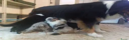 Australian Shepherd cani in vendita: Cuccioli Pastore australiano - Annuncio 17