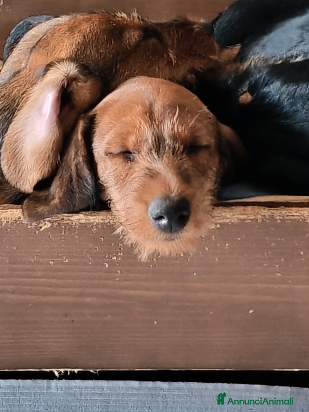 Bassotto cani in vendita: Bassotto pelo duro  - Annuncio 23