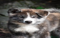 Akita Inu cani in vendita: Akita Inu  a Provincia di Belluno - Immagine 7