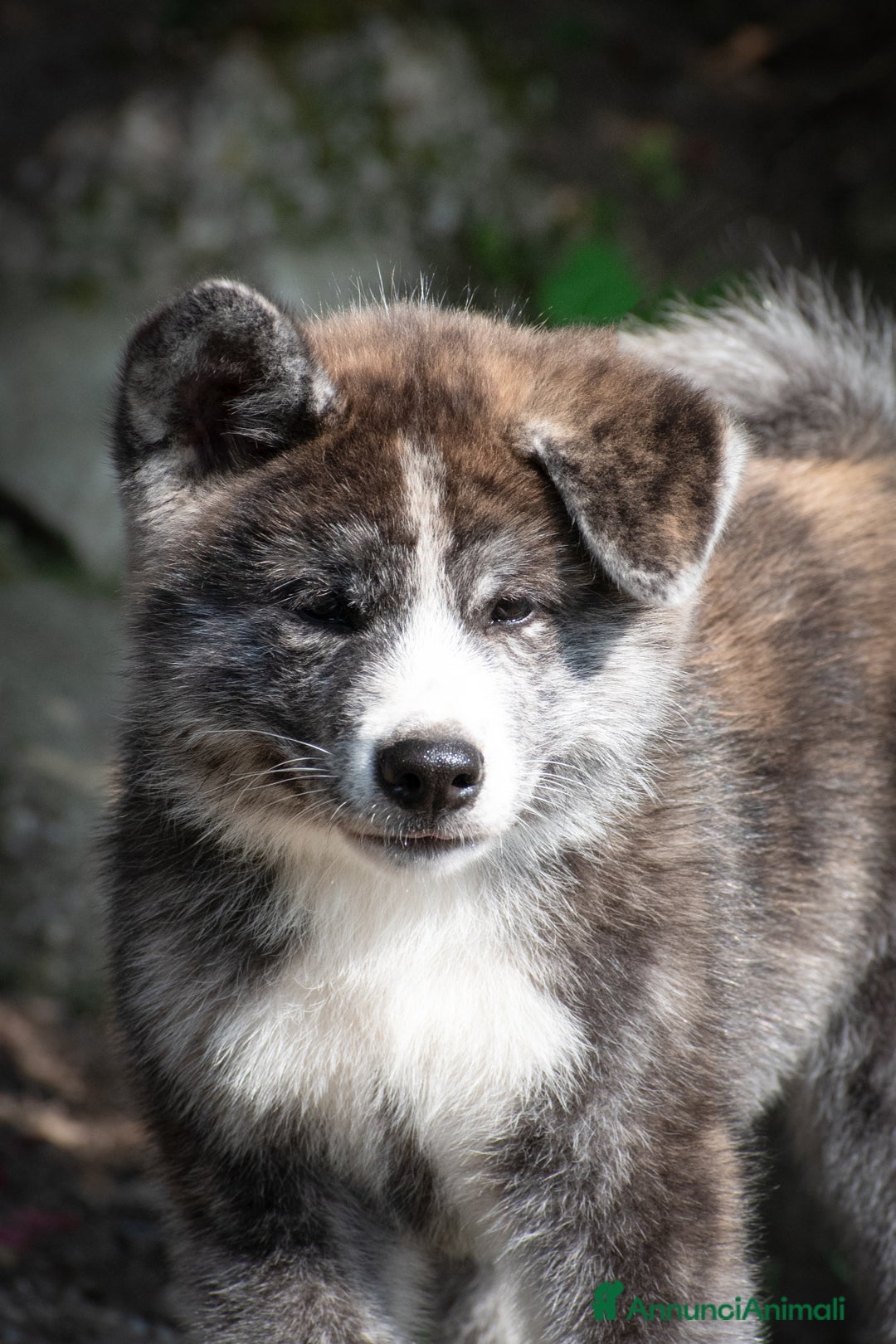 Akita Inu cani in vendita: Akita Inu  a Provincia di Belluno - Immagine 7