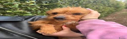Meticcio cani in regalo: CAGNOLINA MIX YORKSHIRE - Annuncio 2