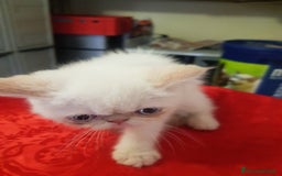 Exotic Shorthair gatti in vendita: Exotic Shorthair  a Città metropolitana di Roma Capitale - Immagine 2