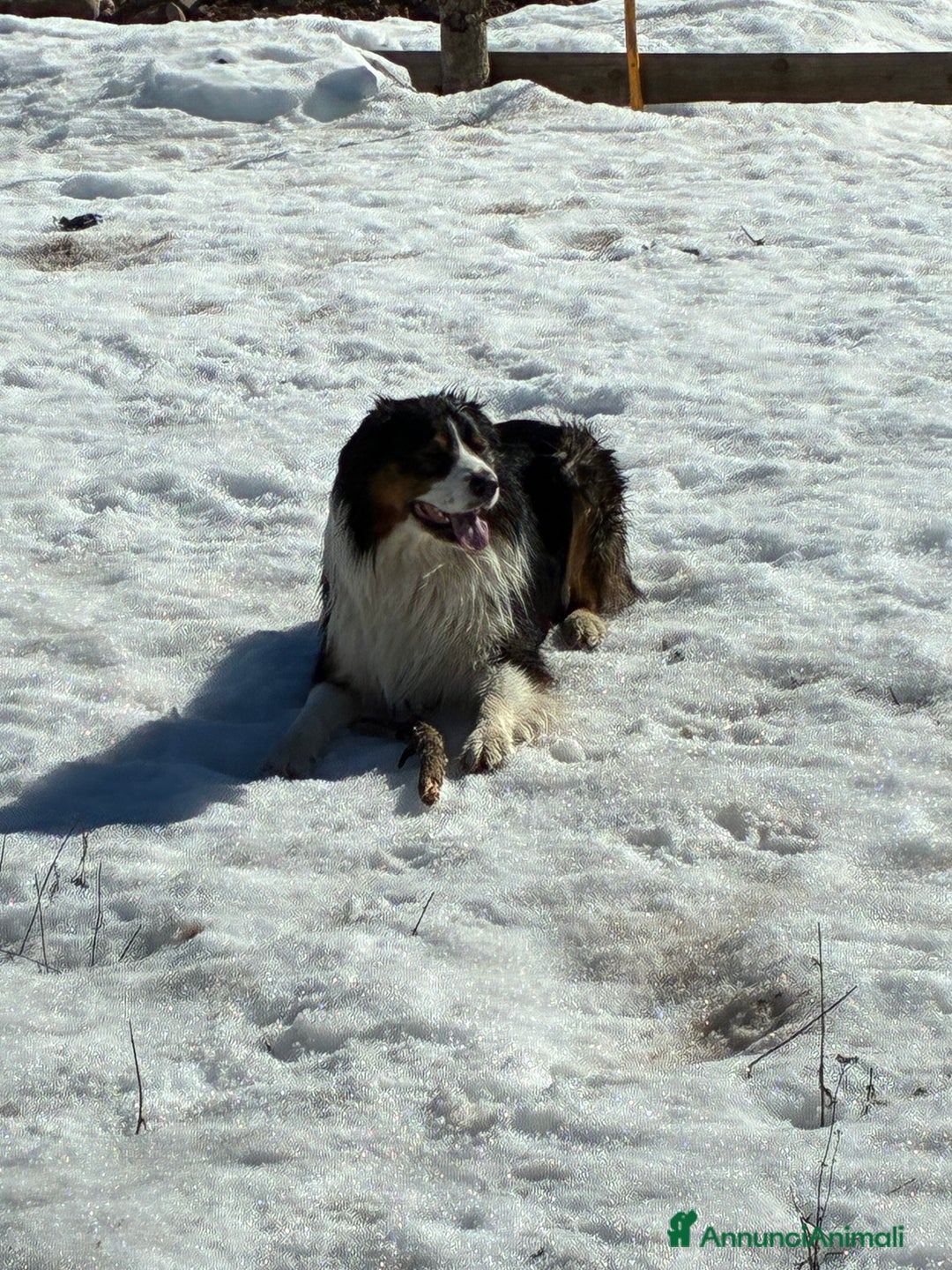 Australian Shepherd cani per accoppiamento: Disponibile per accoppiamento  - Annuncio 8