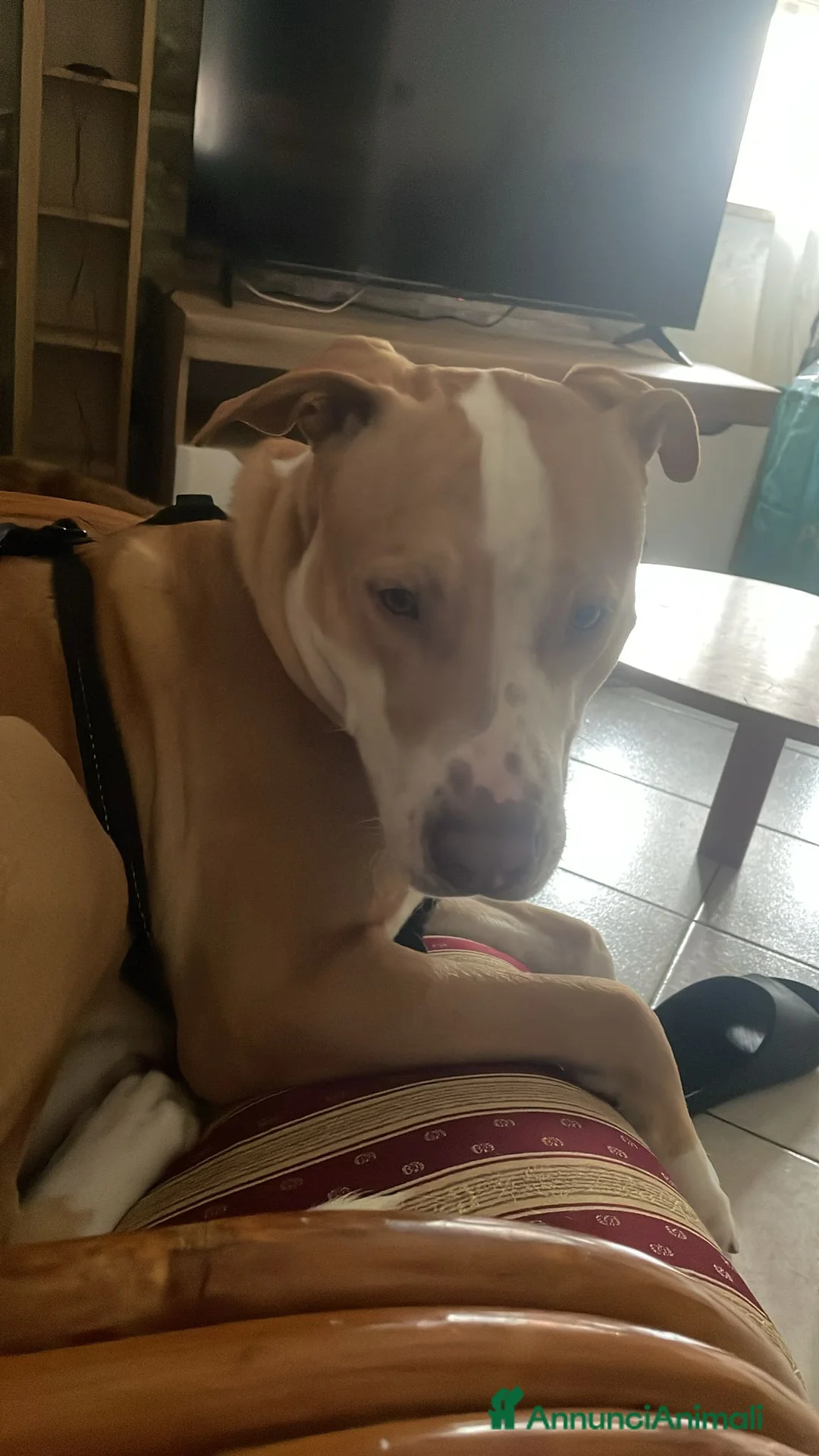 Pitbull cani in regalo: Regalo Pitbull di un anno - Annuncio 2