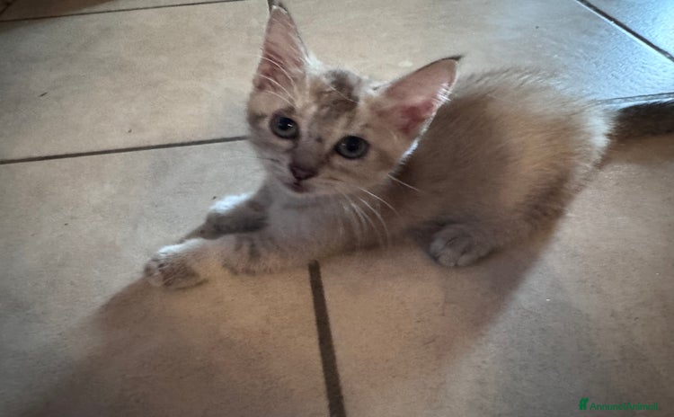 Munchkin gatti - Annuncio 1