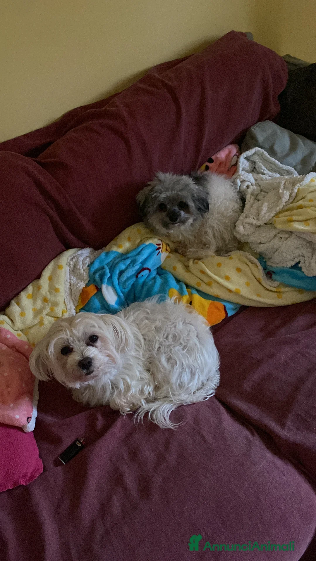 Maltipoo cani in vendita: Cuccioli maltipoo - Annuncio 9