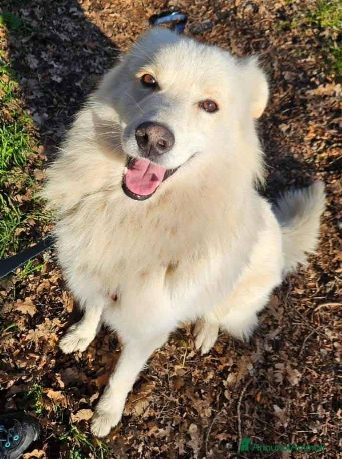 Meticcio cani Bubu batuffolone splendido in box da 2anni!NOVARA a Città metropolitana di Milano - Annuncio 2