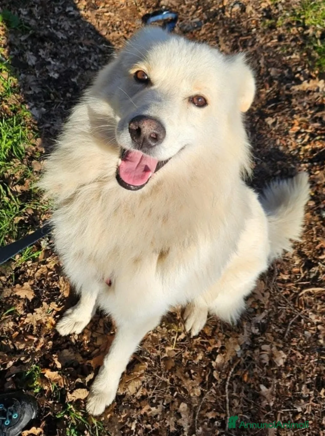 Meticcio cani in regalo: Bubu batuffolone splendido in box da 2anni!NOVARA a Città metropolitana di Milano - Annuncio 2
