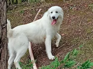 Meticcio cani SANTIAGO giovane ed affettuoso - Annuncio 3