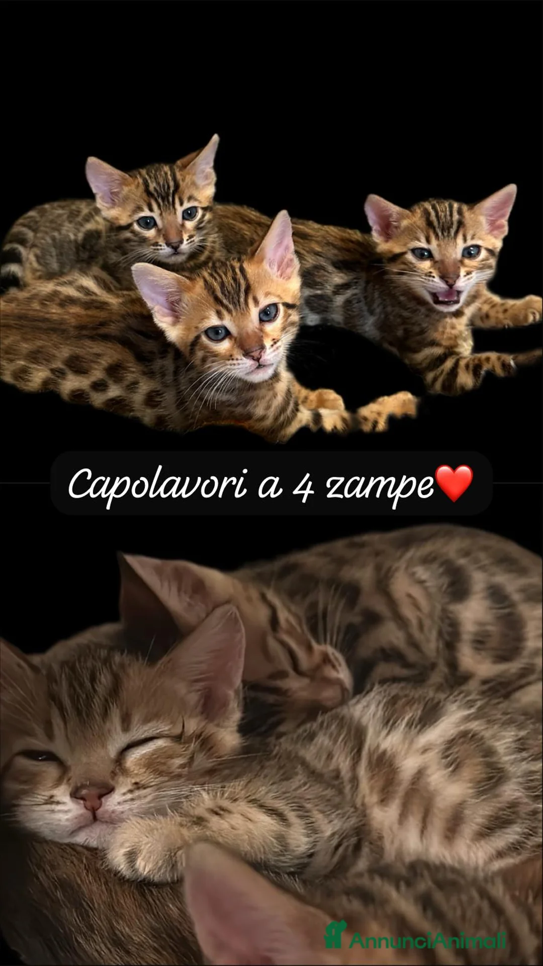 Bengala gatti per accoppiamento: Bengala maschio cerca fidanzata - Annuncio 4