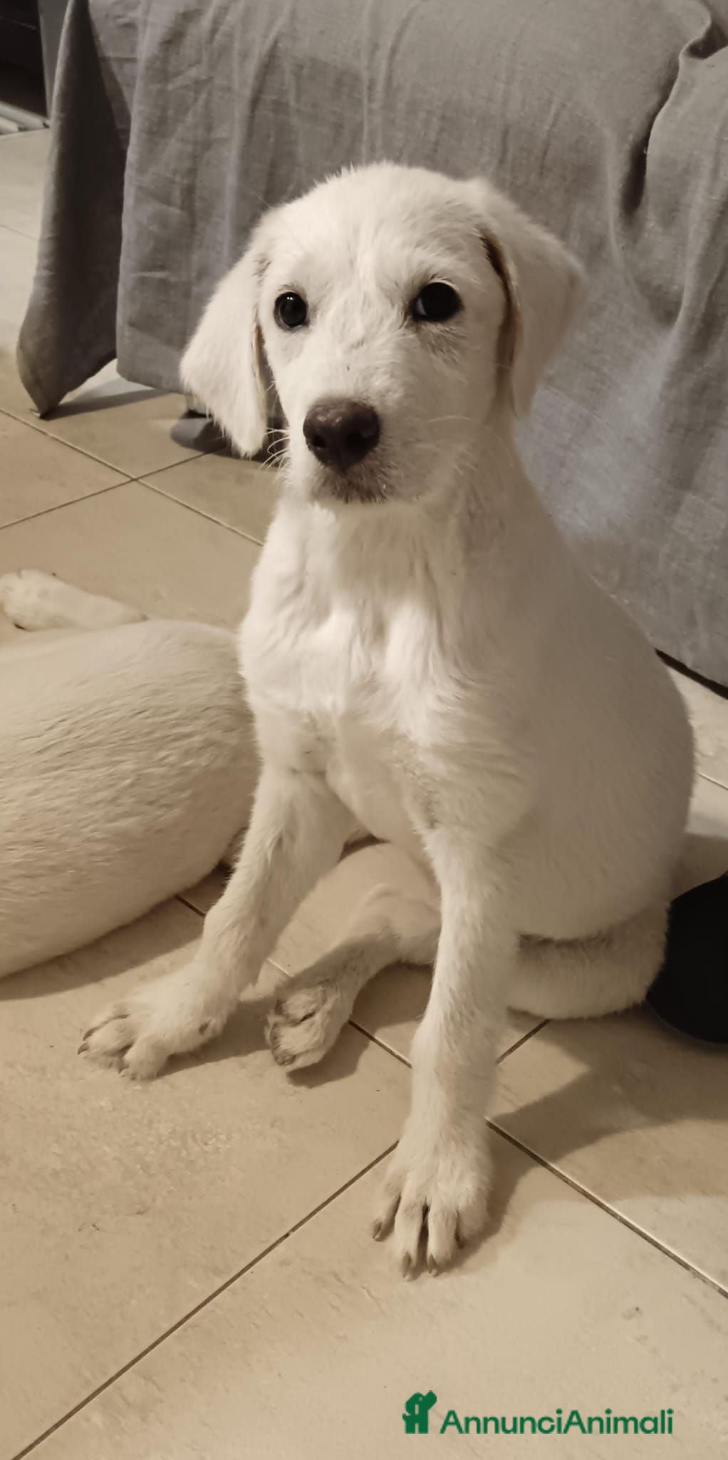 Meticcio cani Cocca sui 4mesi mix Labrador rimasta sola CAGLIARI - Annuncio 17