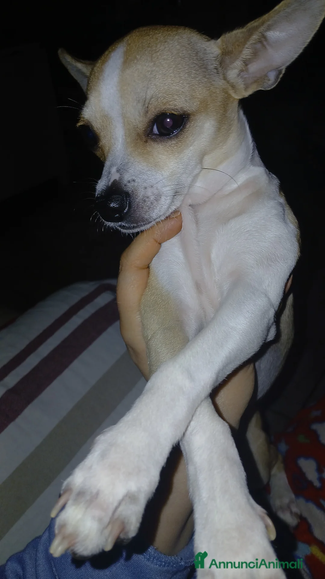 Chihuahua cani in vendita: Cuccioli chihuahua - Annuncio 2