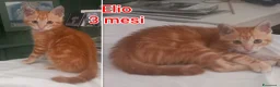 Altre razze gatti in regalo: GATTINI ABBANDONATI: EMERGENZA  a Città metropolitana di Milano - Annuncio 6