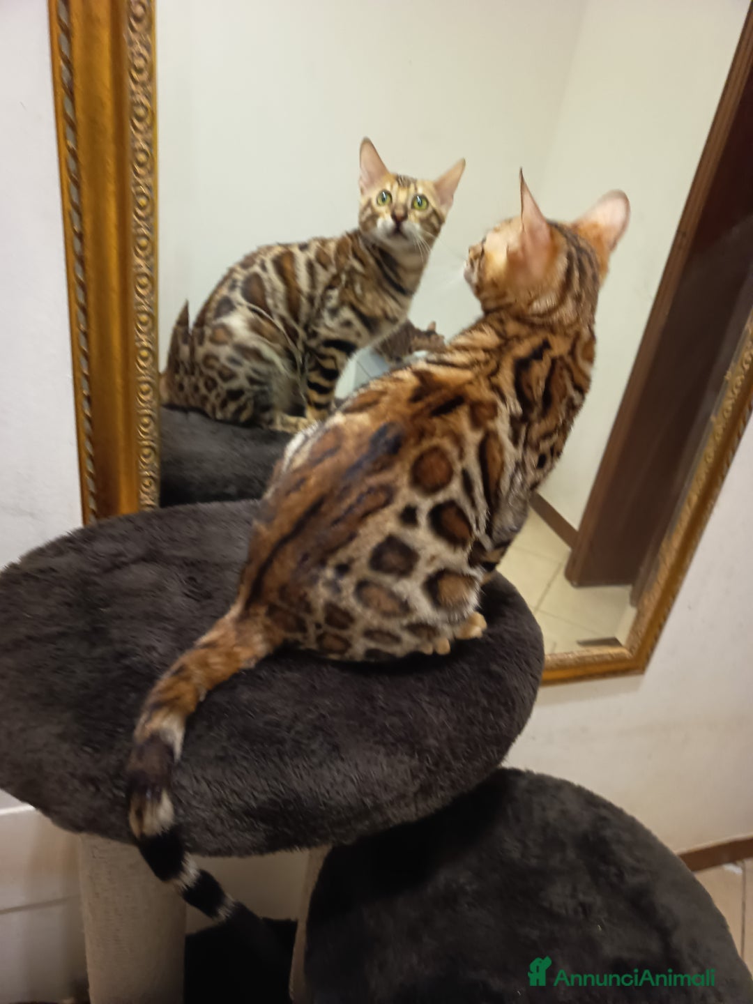 Bengala gatti in vendita: meraviglioso maschietto Bengala  - Annuncio 2