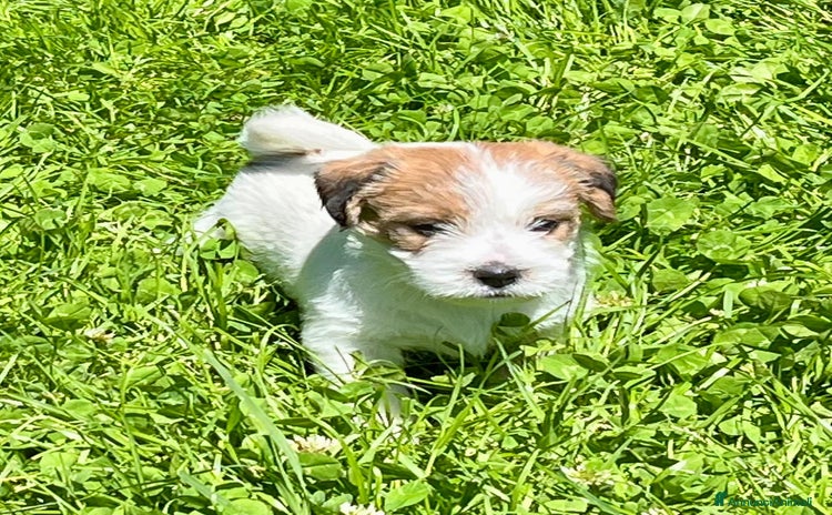 Jack Russell cani a Città metropolitana di Roma Capitale - Annuncio 2