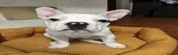Bulldog Francese cani in vendita: Bulldog francese  - Annuncio 5