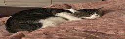 Europeo gatti in regalo: MARYLIN - 6 ANNI - Annuncio 5