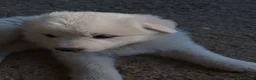 Pastore Abbruzzese Maremmano cani in vendita: Cuccioli di pastore maremmano - Annuncio 17
