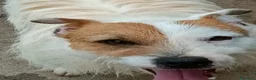 Jack Russell cani in regalo: Jack Russell  - Annuncio 4