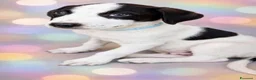 Meticcio cani in regalo: 3cuccioli 2mesi e 1/2 tg media futura SIRACUSA SOS - Annuncio 6