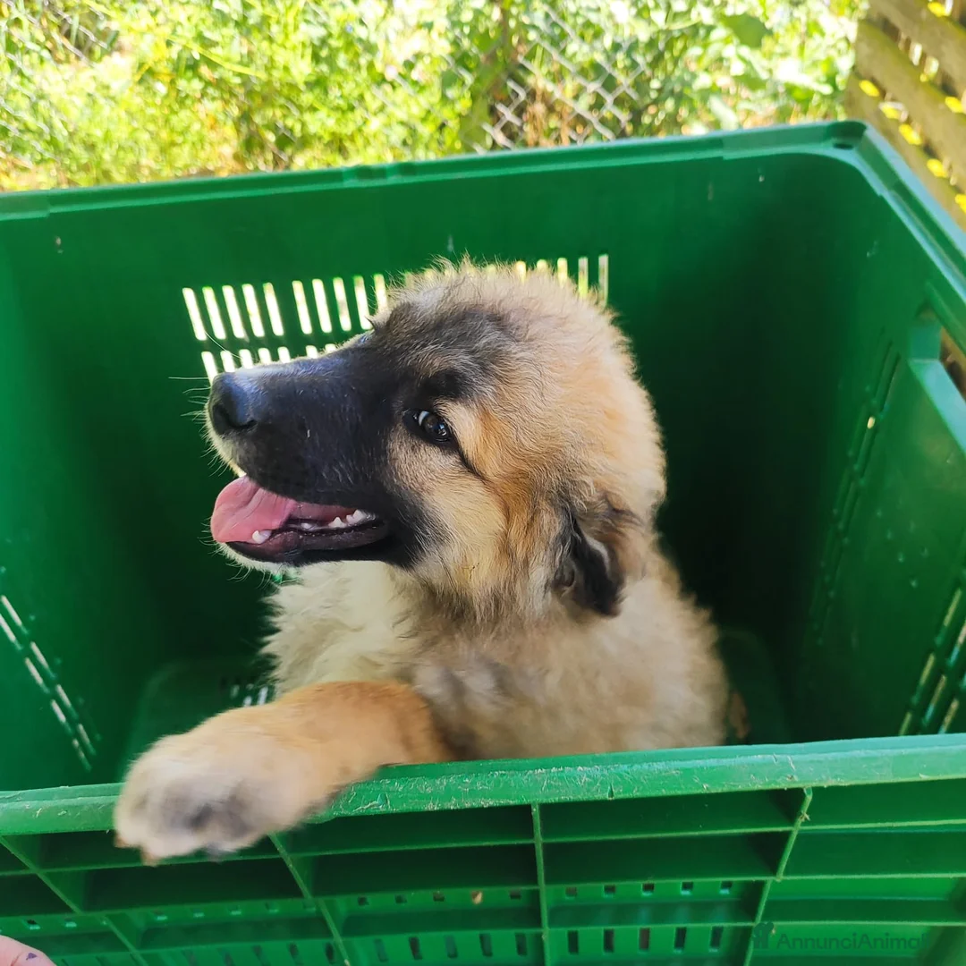 Meticcio cani in regalo: 3mix pastorini 3mesi salvati.SOS CASA SUD  - Annuncio 14